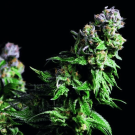 Purple Urkle Pyramid Seeds cannabisfrø