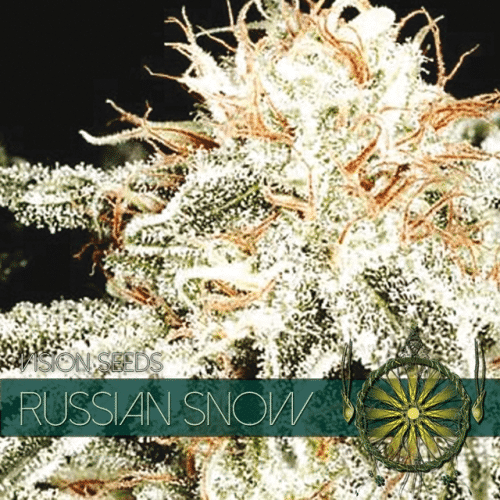 Russian Snow Bud Vision Seeds cannabisfrø