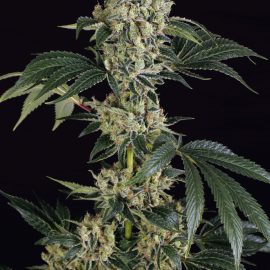 Sugar Larry Exotic Seed cannabisfrø