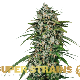 Saga – CBD Super Strains cannabisfrø