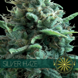 Silver Haze Bud Vision Seeds cannabisfrø