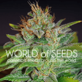 Skunk 47 World of Seeds cannabisfrø