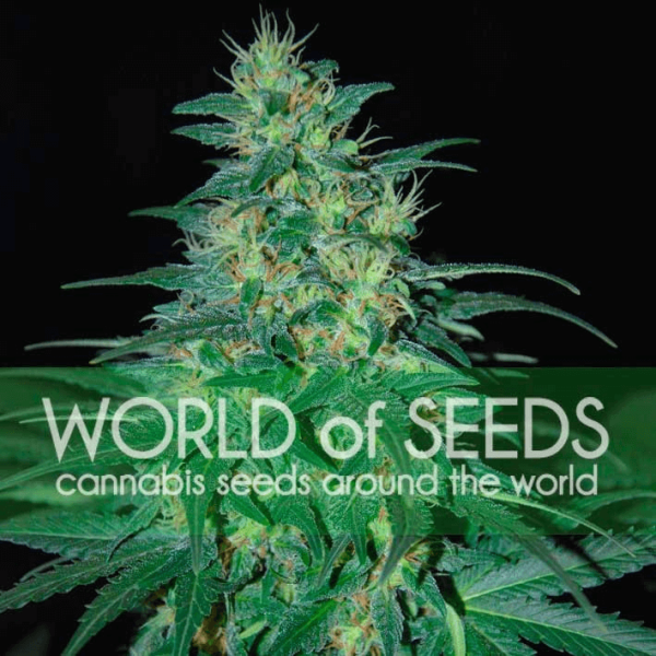 South African Kwazulu World of Seeds cannabisfrø