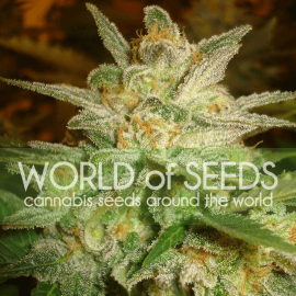 Star 47 World of Seeds cannabisfrø