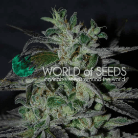 Strawberry Blue Early Harvest World of Seeds cannabisfrø