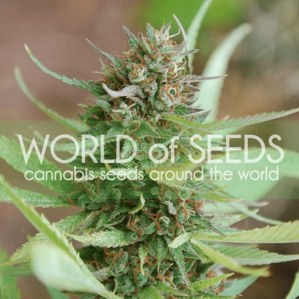 Strawberry Blue World of Seeds cannabisfrø