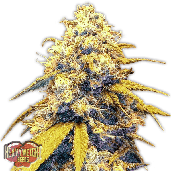 Strawberry Cake Auto Heavyweight Seeds cannabisfrø
