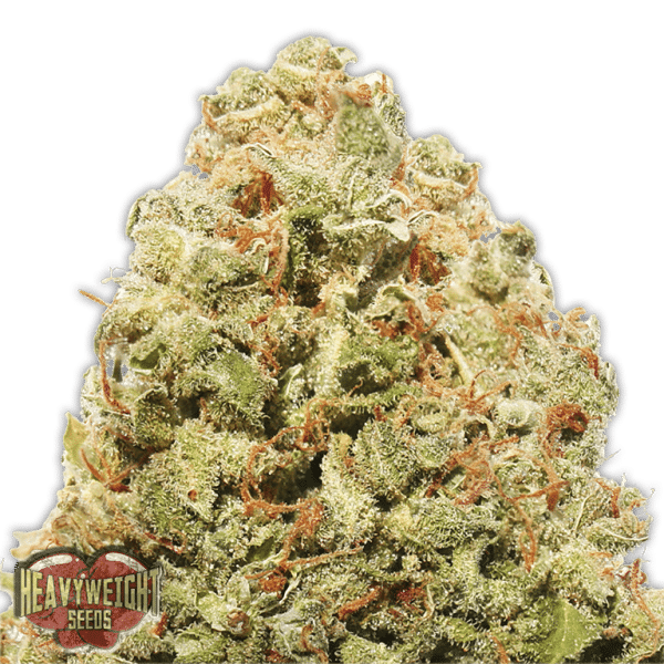 Strawberry Cake Heavyweight Seeds cannabisfrø