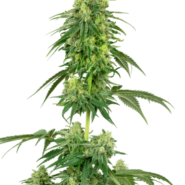 Strawberry Kush Feminized Seeds White Label cannabisfrø