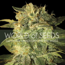 Sugar Mango Ryder World of Seeds cannabisfrø