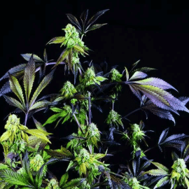 Sunset Sherbet Pyramid Seeds cannabisfrø