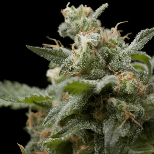 Super Hash Pyramid Seeds cannabisfrø