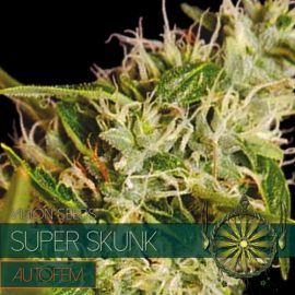 Super Skunk Auto Vision Seeds cannabisfrø