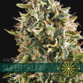Super Skunk Vision Seeds cannabisfrø