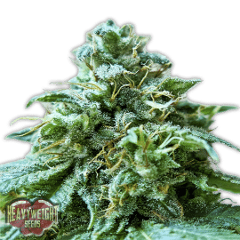 Superb OG Heavyweight Seeds cannabisfrø
