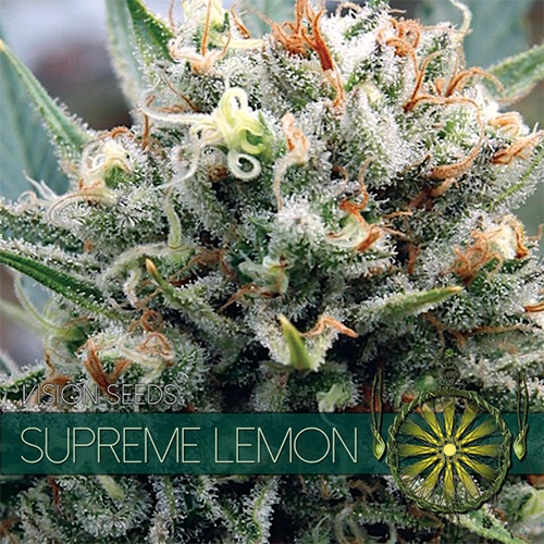 Supreme Lemon Vision Seeds cannabisfrø