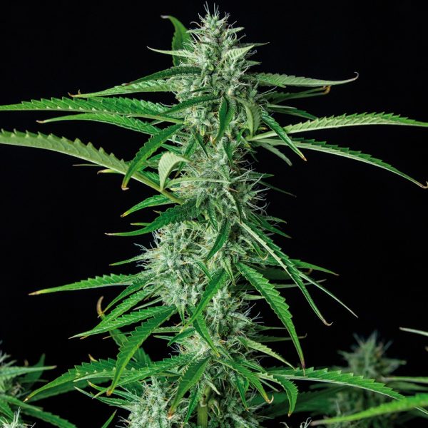 Syrup Auto Buddha Seeds cannabisfr