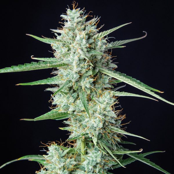 Syrup Auto Buddha Seeds cannabisfr