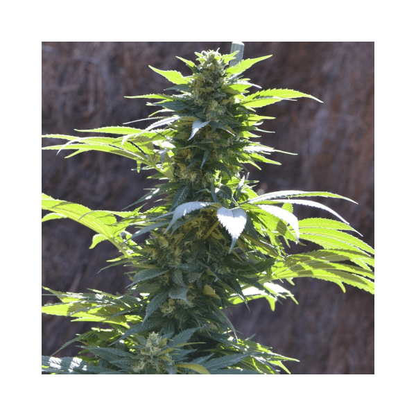 TNT Kush CBD Eva Seeds cannabisfrø