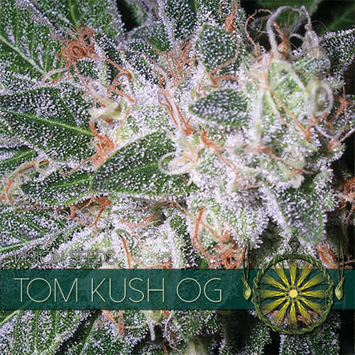 Tom Kush OG Vision Seeds cannabisfrø