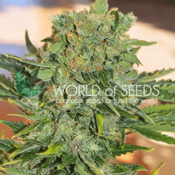 Tonic Ryder World of Seeds cannabisfrø