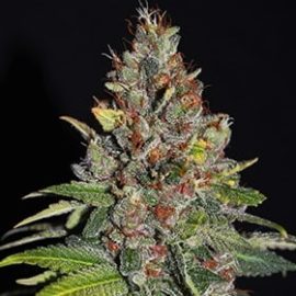 Tropical Punch G13 Labs Seeds