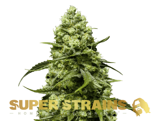 Turing Autoflowering Super Strains cannabisfrø