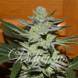 Unknown Kush Delicious Seeds cannabisfrø