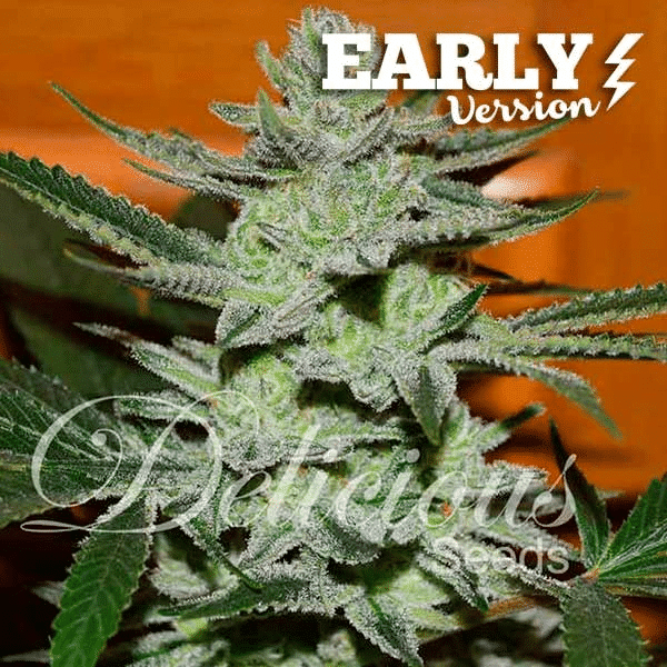 Unknown Kush Early Version Delicious Seeds cannabisfrø