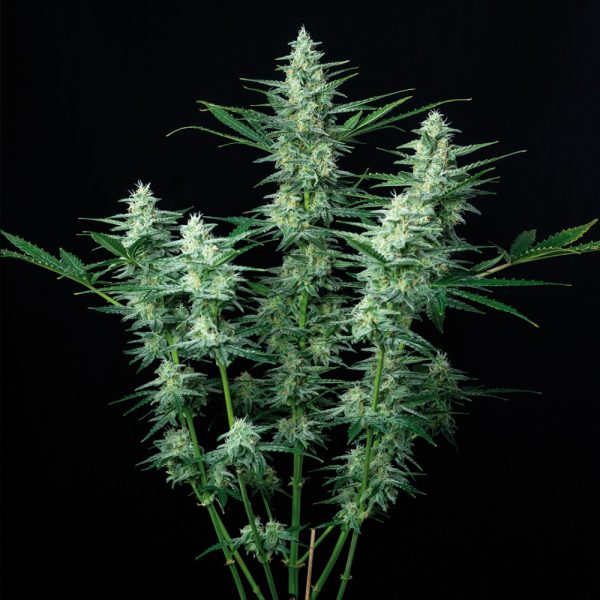 Vesta Auto Buddha Seeds cannabisfrø