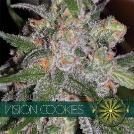 Vision Cookies Vision Seeds cannabisfrø
