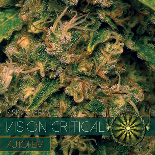 Vision Critical Auto Vision Seeds cannabisfrø