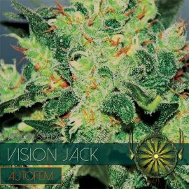 Vision Jack Auto Vision Seeds cannabisfrø
