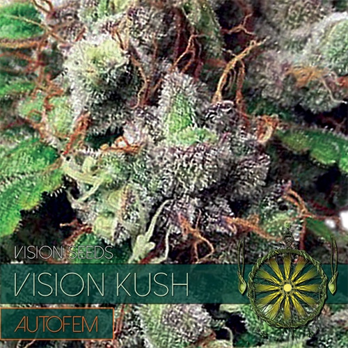 Vision Kush Auto Vision Seeds cannabisfrø