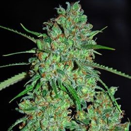 White Critical G13 Labs Seeds