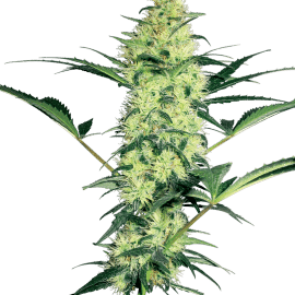 White Diesel Feminized Seeds White Label cannabisfrø