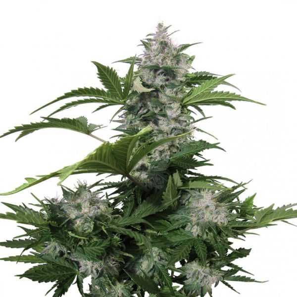 White Dwarf Auto Buddha Seeds cannabisfrø
