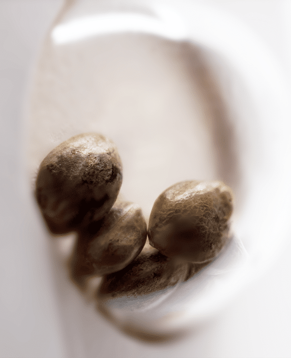 White Gold Feminized Seeds White Label cannabisfrø
