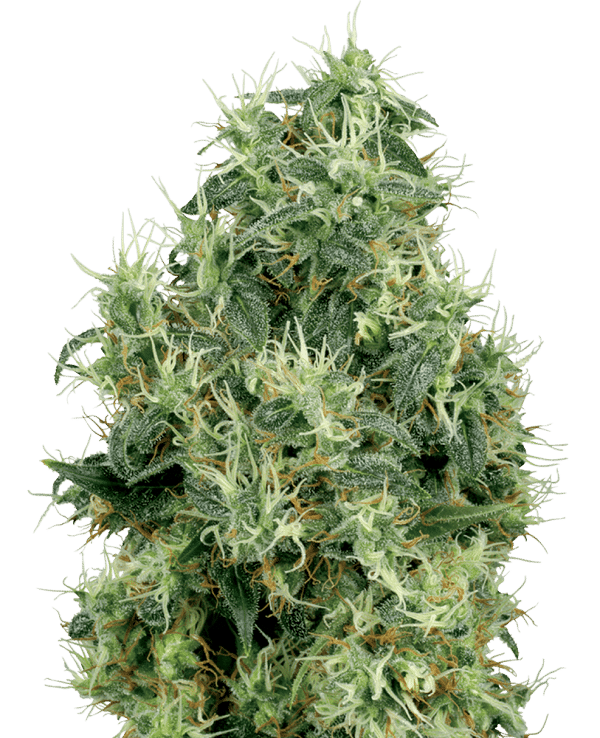White Gold Feminized Seeds White Label cannabisfrø