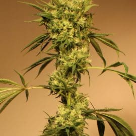 White Jewel Exotic Seed cannabisfrø