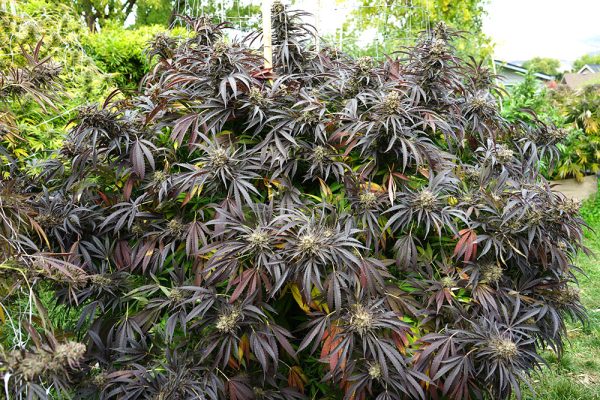 White Runtz Fast Flowering Humboldt Seed Organization cannabisfrø
