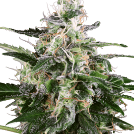 White Skunk Automatic Seeds by White Label