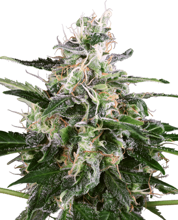 White Skunk Automatic Seeds by White Label