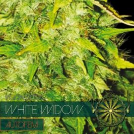 White Widow Auto Vision Seeds cannabisfrø