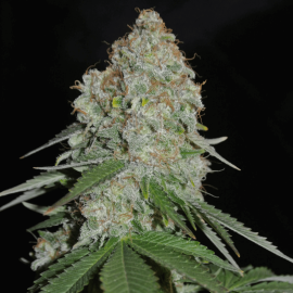 White Widow Original Sumo Seeds cannabisfrø 5