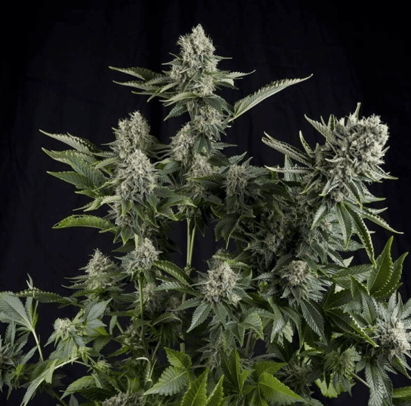 White Widow Pyramid Seeds cannabisfrø