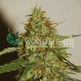 Wild Thailand Ryder World of Seeds cannabisfrø