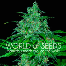 Wild Thailand World of Seeds cannabisfrø