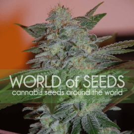 Yumbolt 47 World of Seeds cannabisfrø