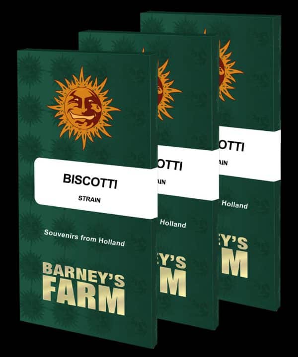 Biscotti Barney's Farm cannabisfrø 3